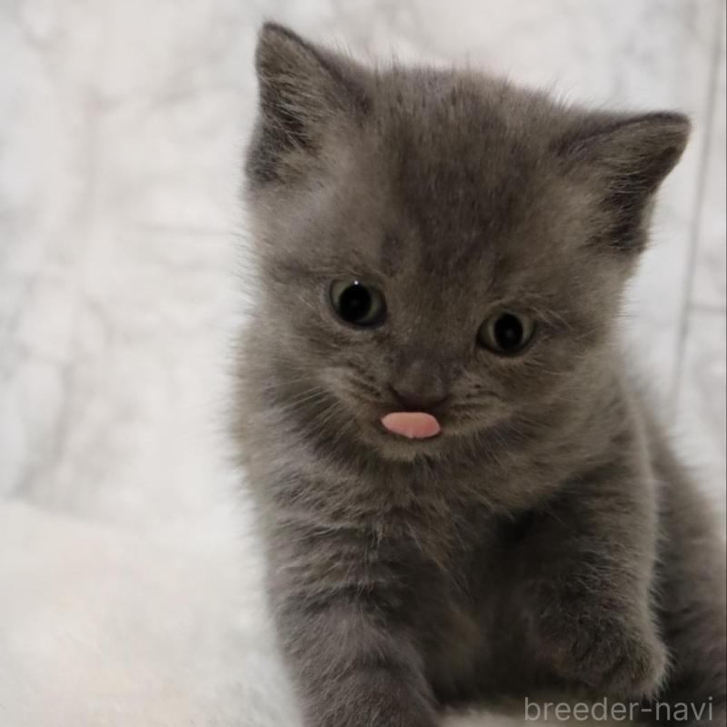 販売中の埼玉県のブリティッシュショートヘア-137153の5枚目