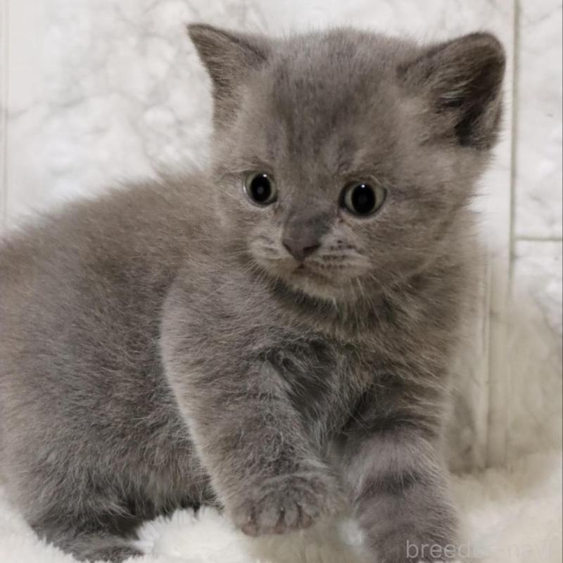 販売中の埼玉県のブリティッシュショートヘア-137153の4枚目