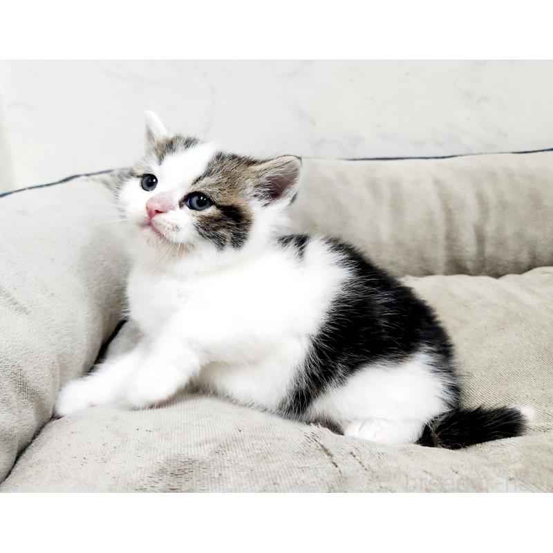 販売中の北海道のスコティッシュストレート-137152の9枚目