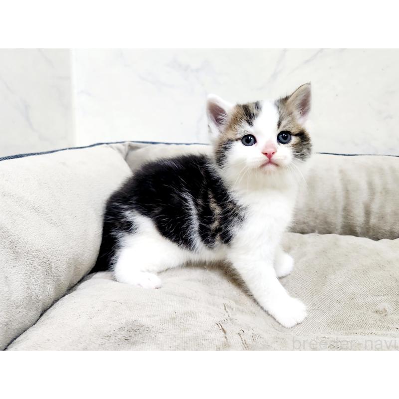 販売中の北海道のスコティッシュストレート-137152の8枚目