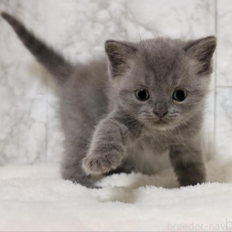 販売中の埼玉県のブリティッシュショートヘア-137153の3枚目