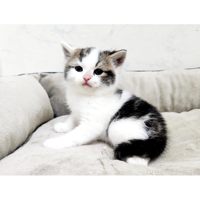 販売中の北海道のスコティッシュストレート-137152の7枚目