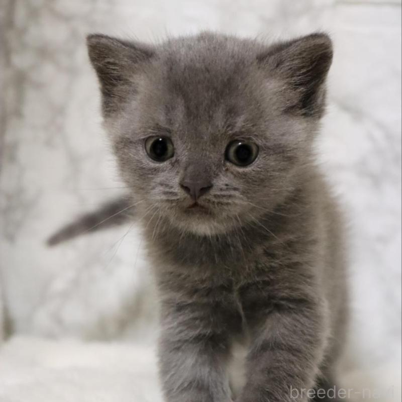 販売中の埼玉県のブリティッシュショートヘア-137153の2枚目