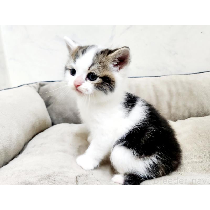 販売中の北海道のスコティッシュストレート-137152の5枚目