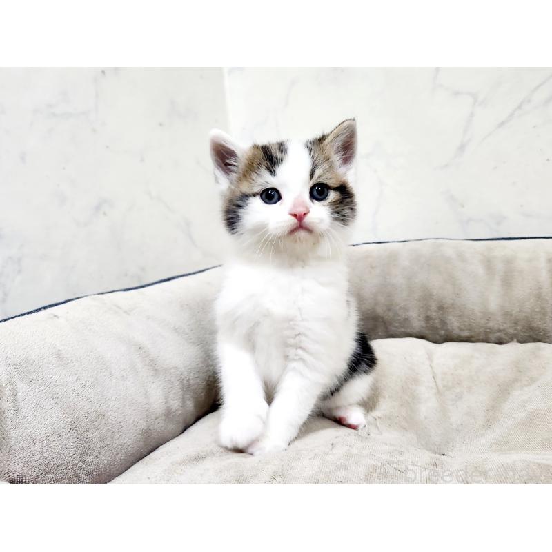 販売中の北海道のスコティッシュストレート-137152の4枚目