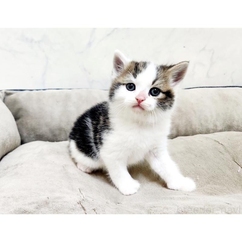 販売中の北海道のスコティッシュストレート-137152の3枚目