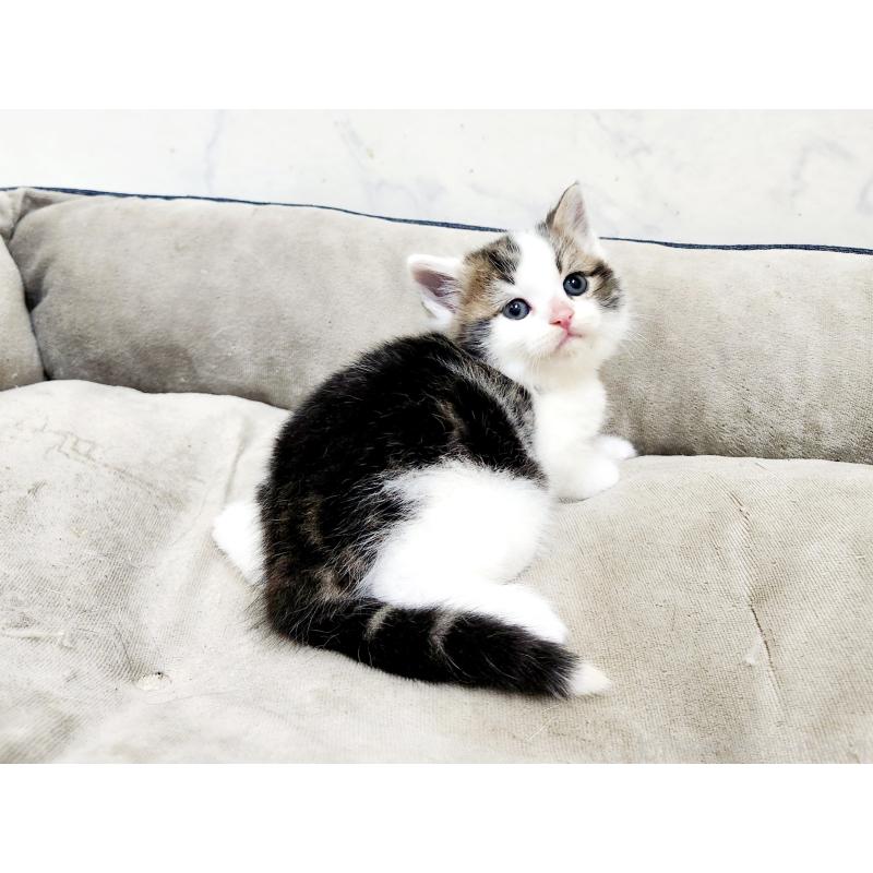 販売中の北海道のスコティッシュストレート-137152の2枚目