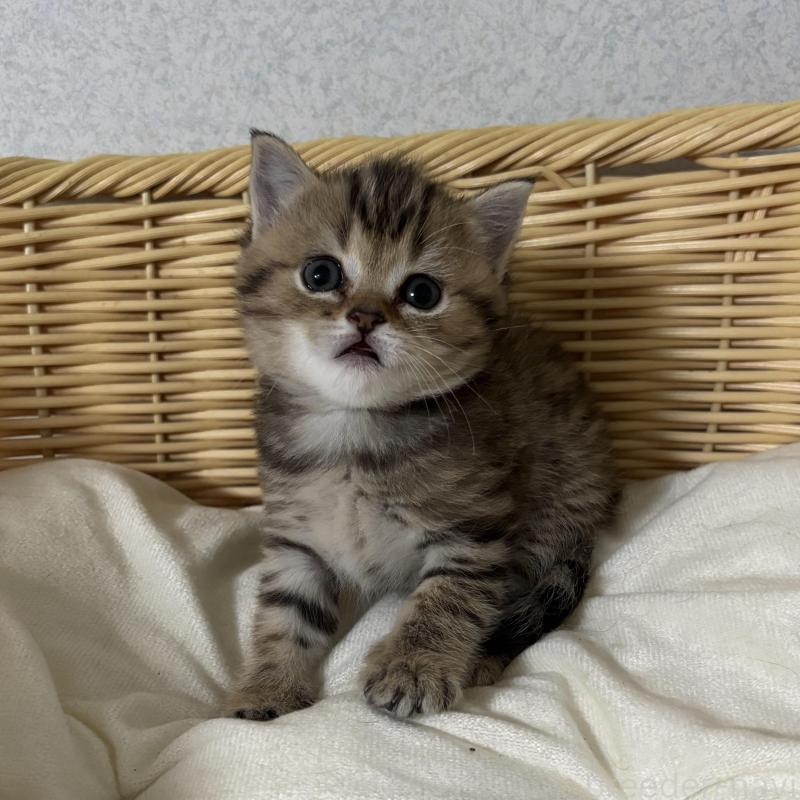 販売中の福岡県のミックス-137154の4枚目