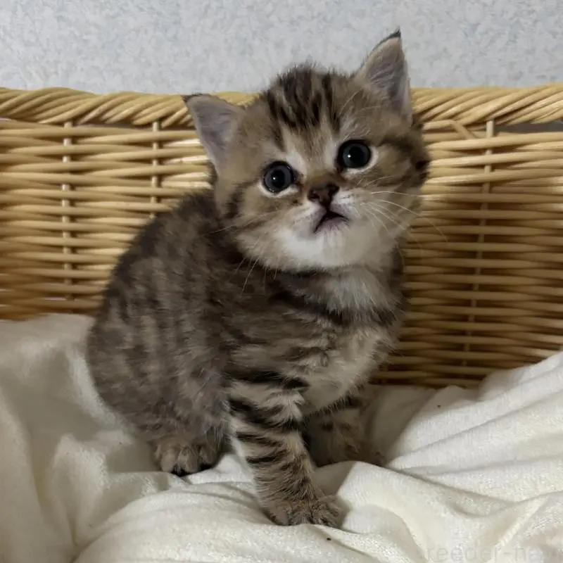 販売中の福岡県のミックス-137154の1枚目