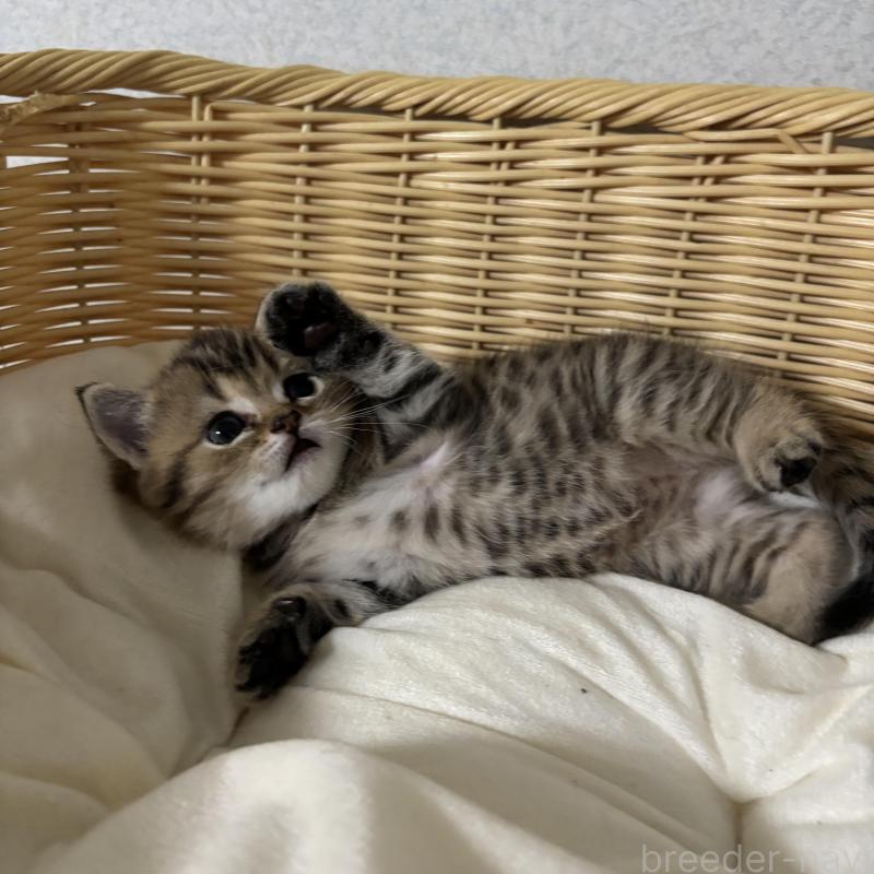 販売中の福岡県のミックス-137154の3枚目