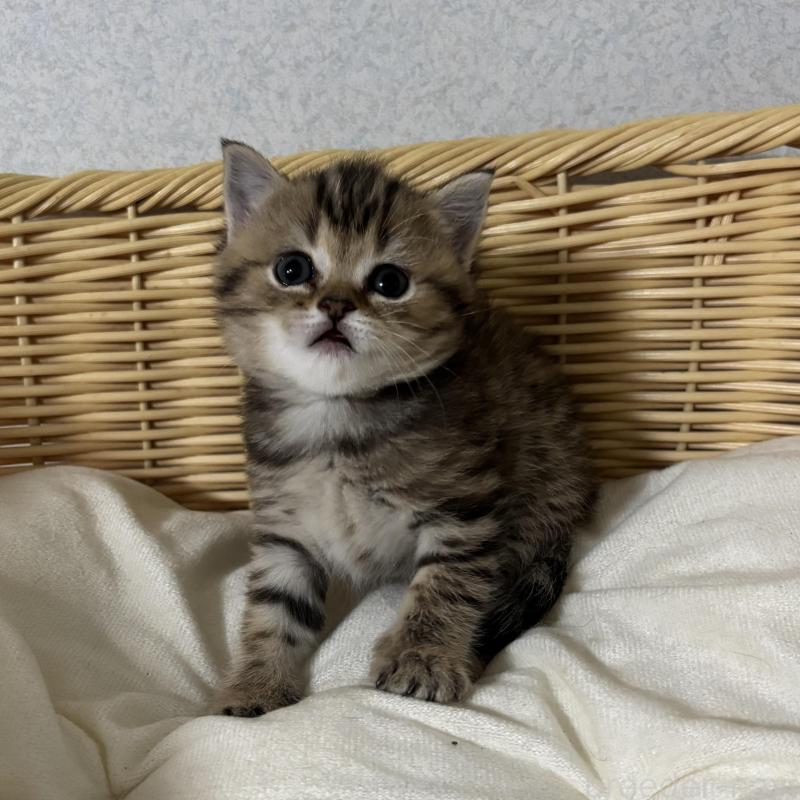 販売中の福岡県のミックス-137154の2枚目