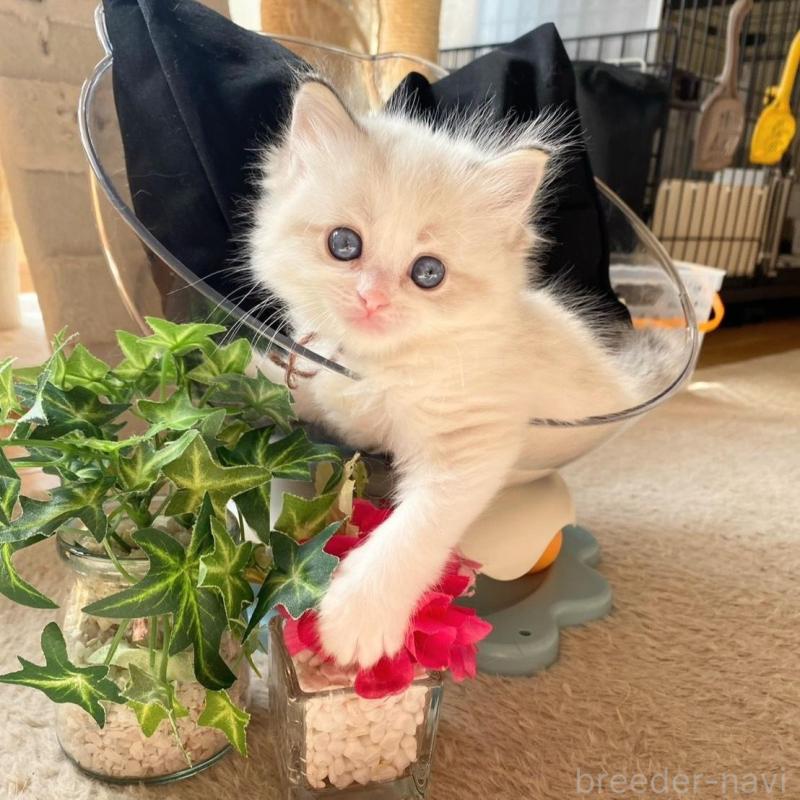 販売中の愛知県のラグドール-137159の6枚目