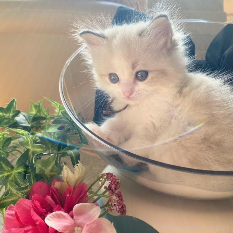 販売中の愛知県のラグドール-137159の5枚目