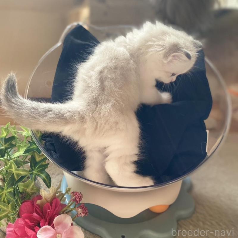 販売中の愛知県のラグドール-137159の4枚目