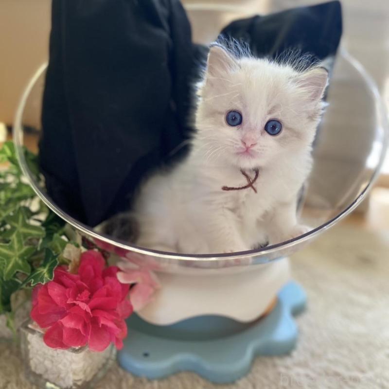 販売中の愛知県のラグドール-137159の3枚目