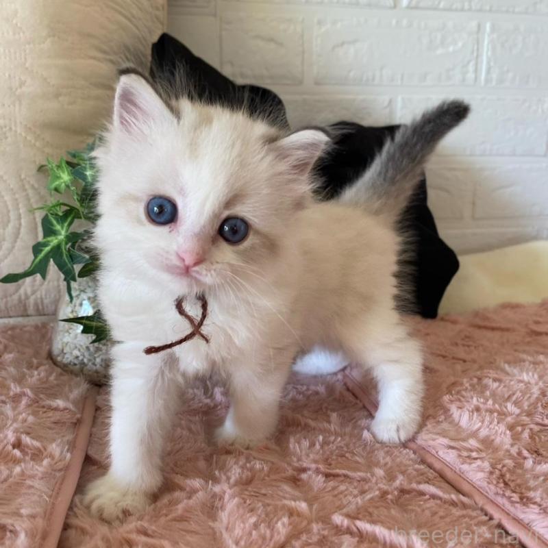 販売中の愛知県のラグドール-137159の2枚目