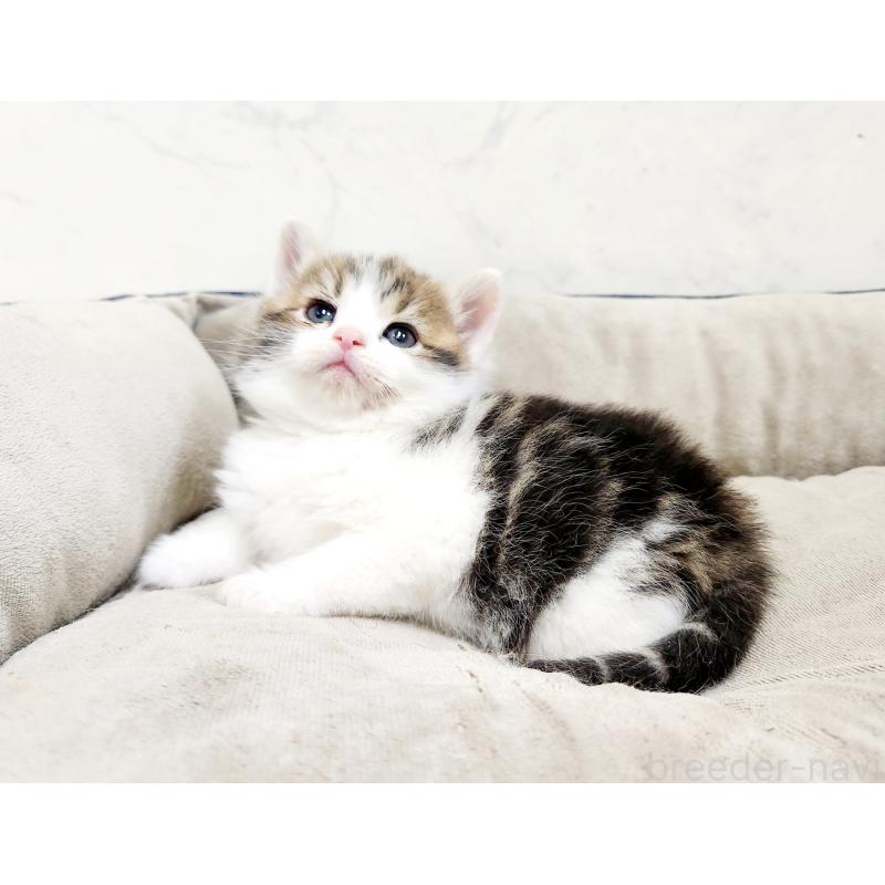 販売中の北海道のスコティッシュストレート-137156の8枚目