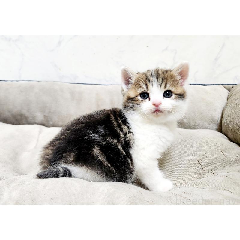 販売中の北海道のスコティッシュストレート-137156の7枚目