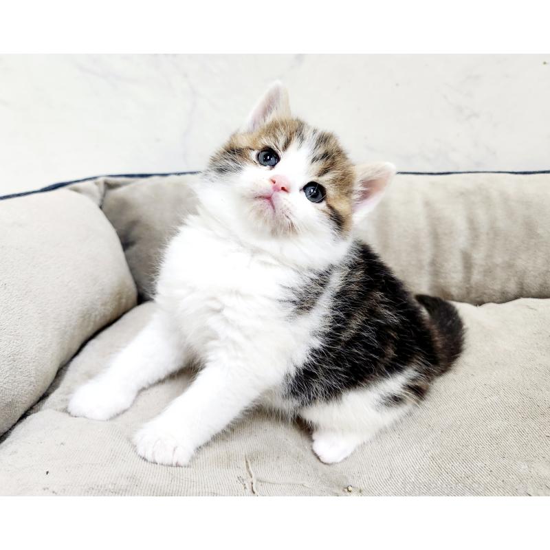 販売中の北海道のスコティッシュストレート-137156の6枚目