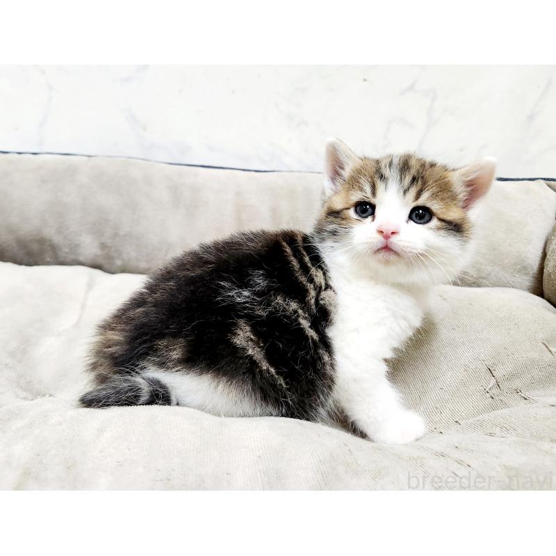 販売中の北海道のスコティッシュストレート-137156の4枚目