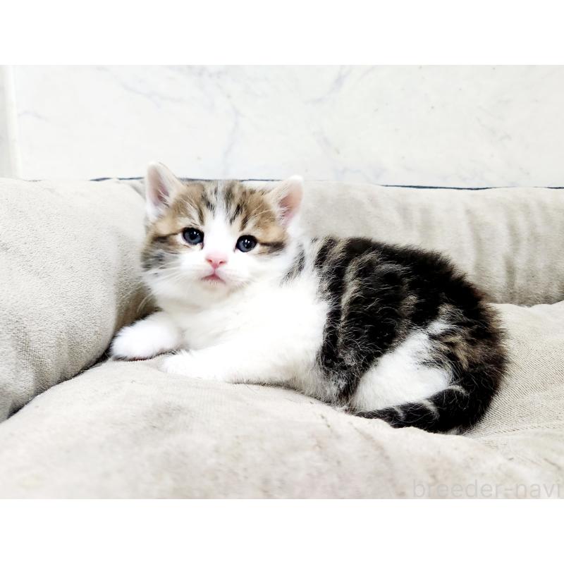 販売中の北海道のスコティッシュストレート-137156の3枚目