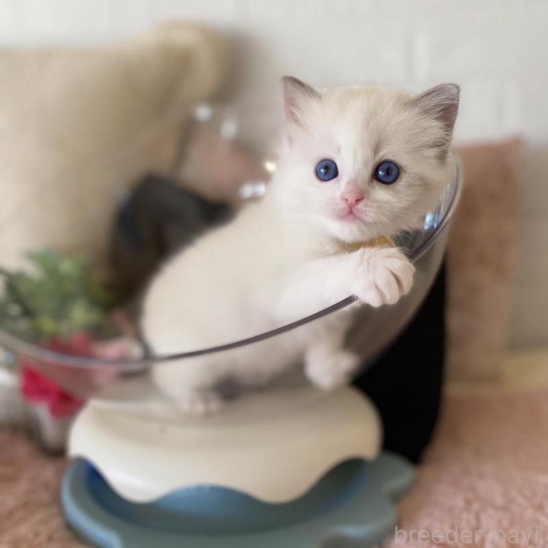 販売中の愛知県のラグドール-137160