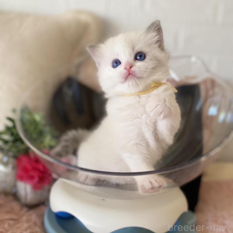 販売中の愛知県のラグドール-137160の6枚目