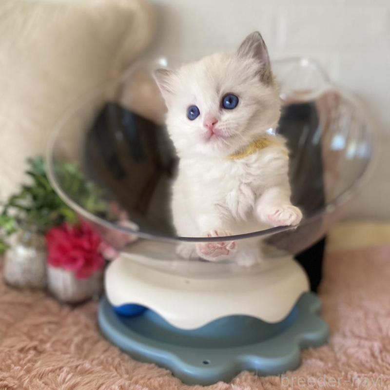 販売中の愛知県のラグドール-137160の5枚目