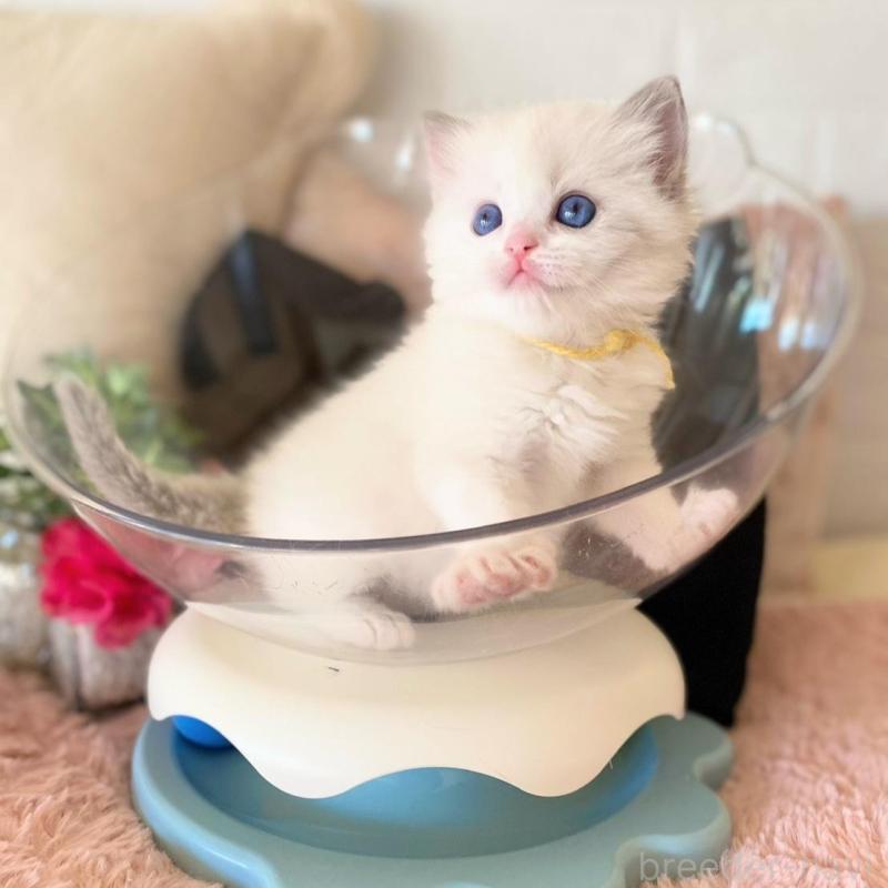 販売中の愛知県のラグドール-137160の3枚目