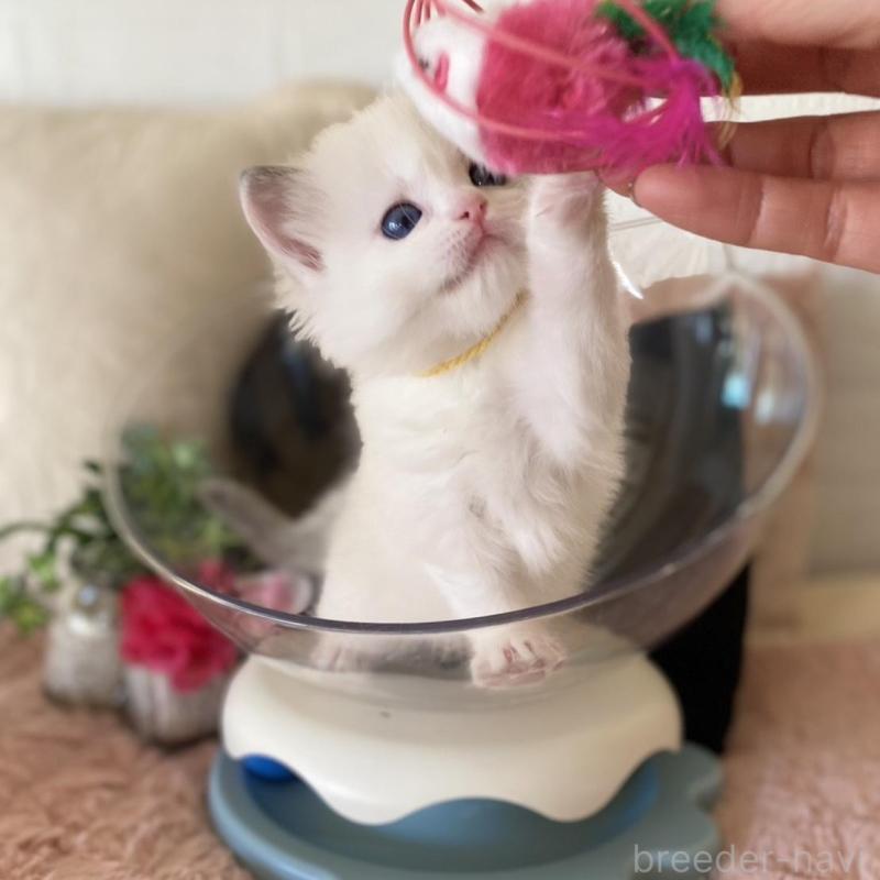 販売中の愛知県のラグドール-137160の2枚目