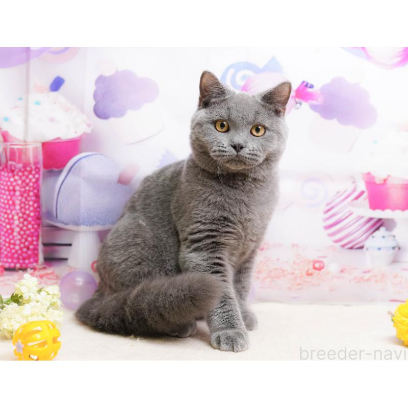 販売中の千葉県のブリティッシュショートヘア-137161