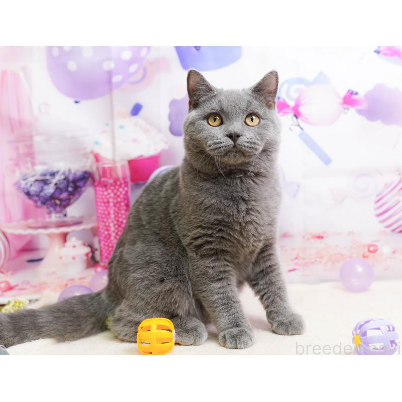 販売中の千葉県のブリティッシュショートヘア-137161の8枚目