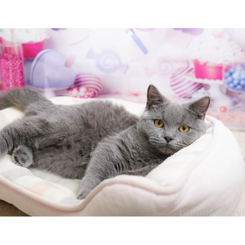 販売中の千葉県のブリティッシュショートヘア-137161の7枚目