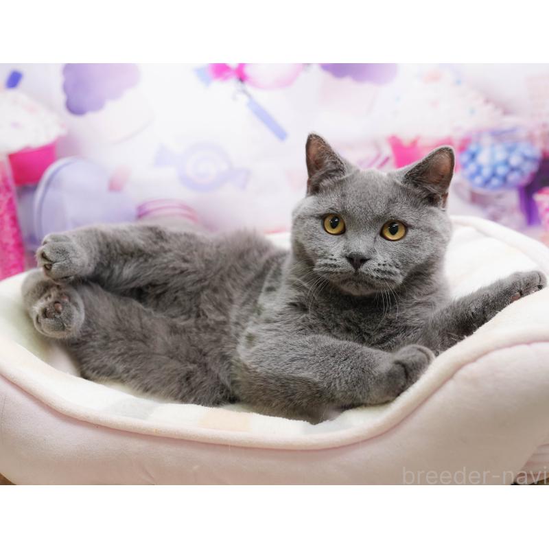 販売中の千葉県のブリティッシュショートヘア-137161の5枚目