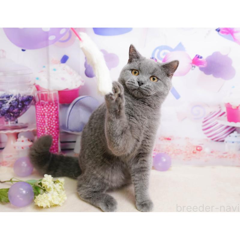 販売中の千葉県のブリティッシュショートヘア-137161の4枚目