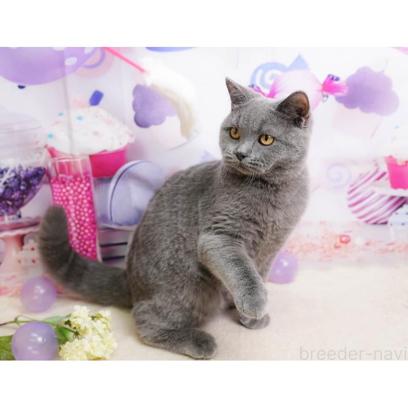 販売中の千葉県のブリティッシュショートヘア-137161の3枚目