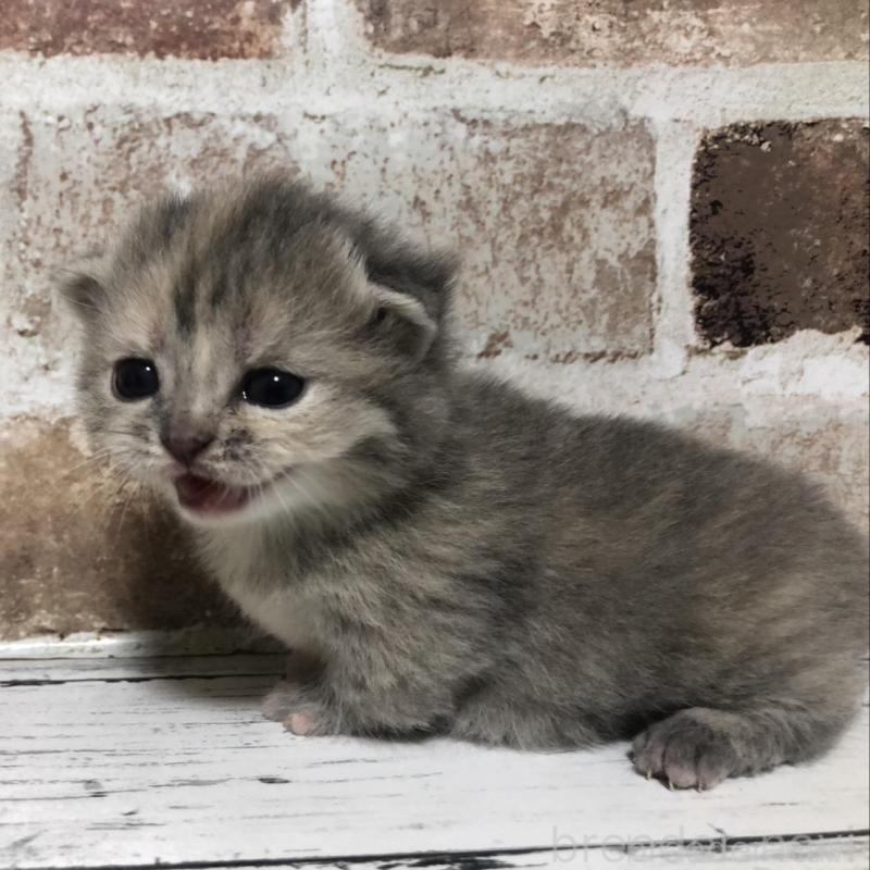 販売中の千葉県のスコティッシュストレート-137162の4枚目