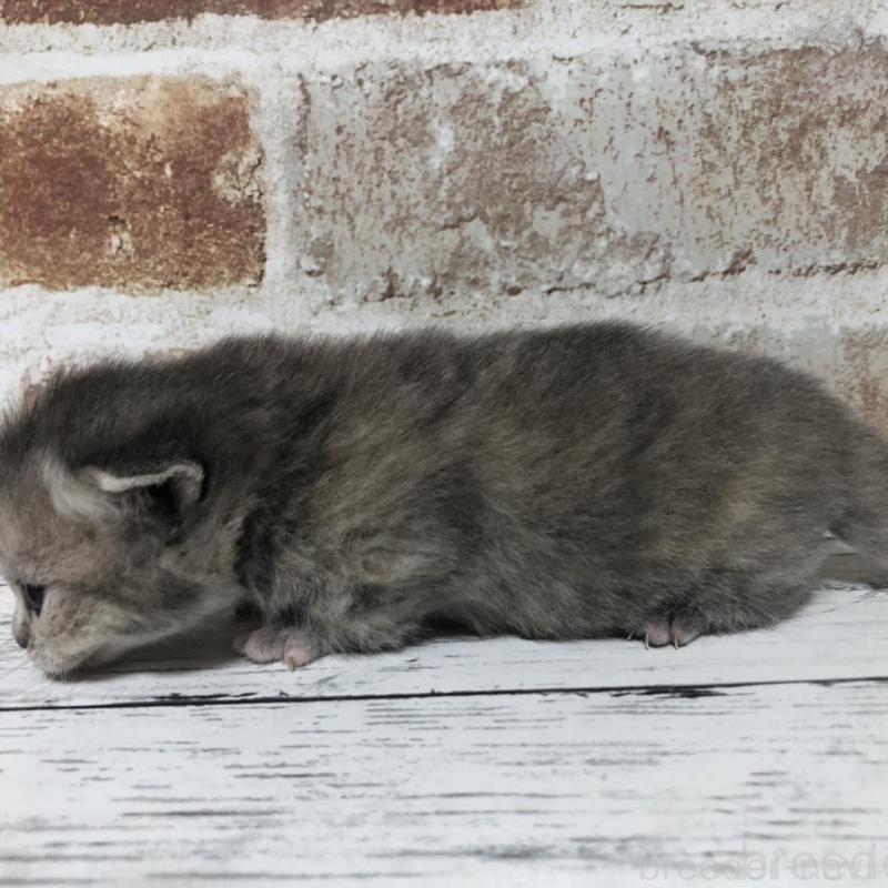 販売中の千葉県のスコティッシュストレート-137162の3枚目