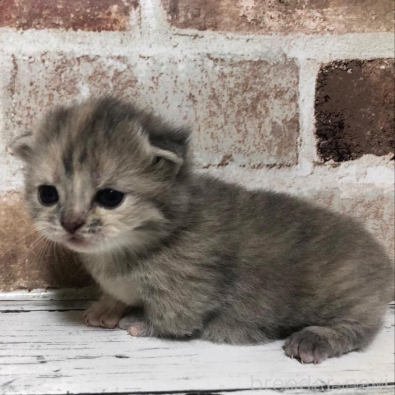 販売中の千葉県のスコティッシュストレート-137162の1枚目