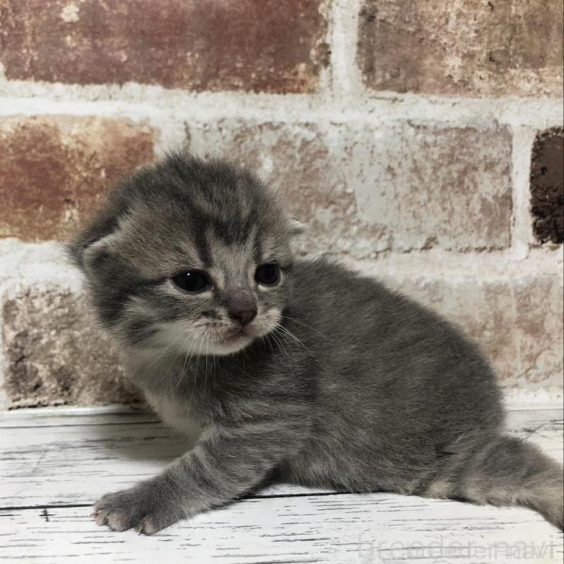 販売中の千葉県のスコティッシュストレート-137165の5枚目