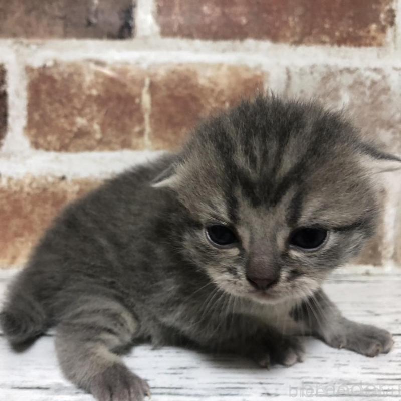 販売中の千葉県のスコティッシュストレート-137165の4枚目