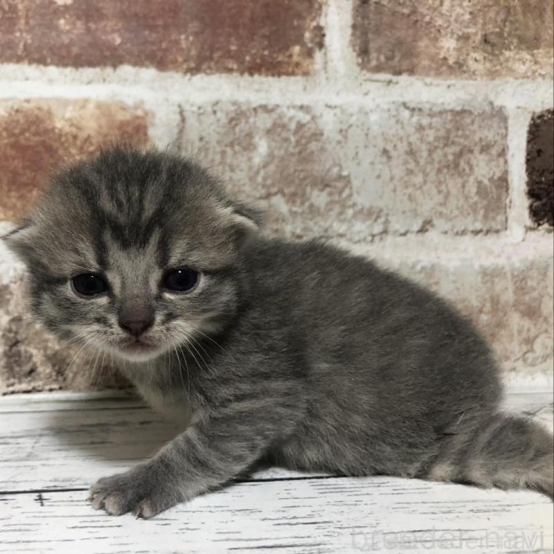 販売中の千葉県のスコティッシュストレート-137165の3枚目