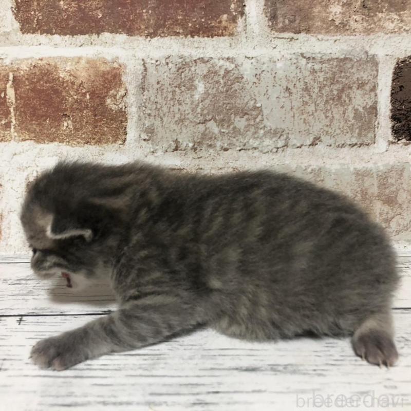 販売中の千葉県のスコティッシュストレート-137165の2枚目