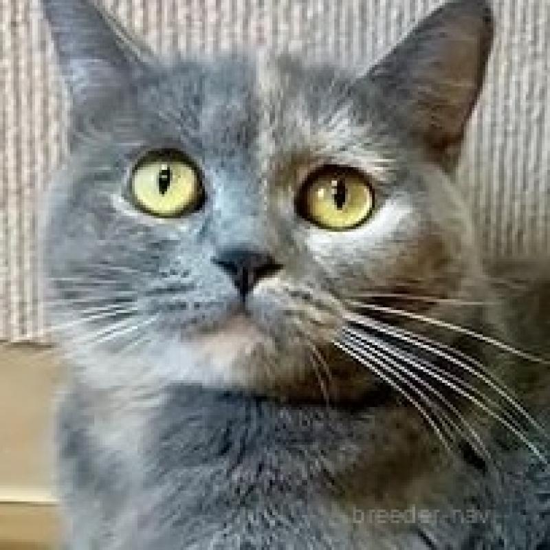 販売中の岐阜県のマンチカン(短足)-137167の5枚目