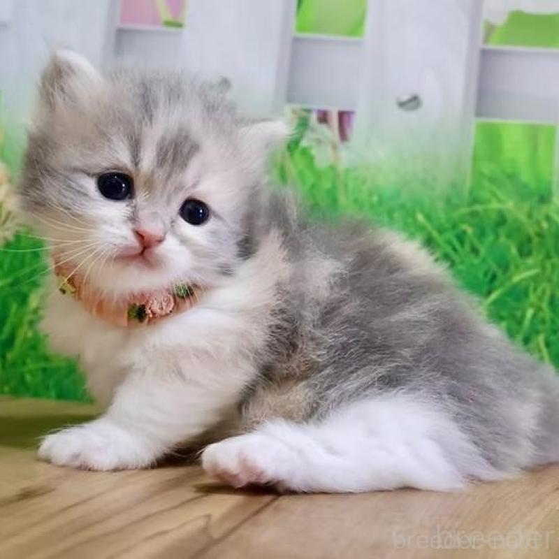 販売中の岐阜県のマンチカン(短足)-137167の4枚目