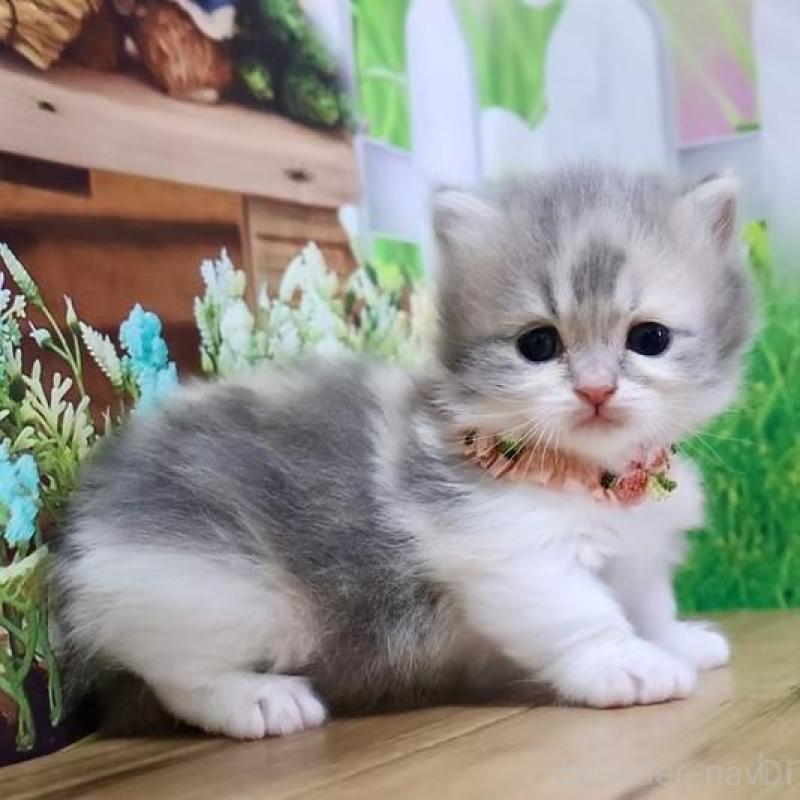 販売中の岐阜県のマンチカン(短足)-137167の2枚目