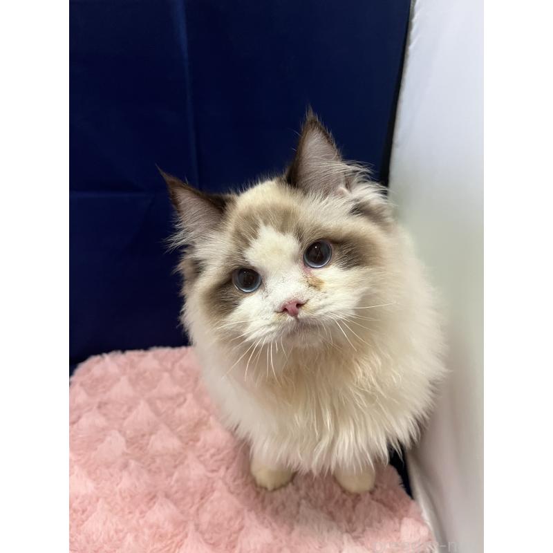 販売中の富山県のラグドール-137168の4枚目