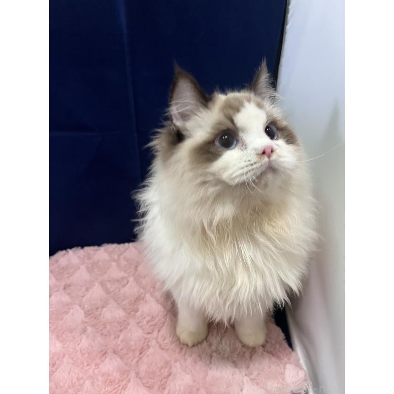 販売中の富山県のラグドール-137168の3枚目