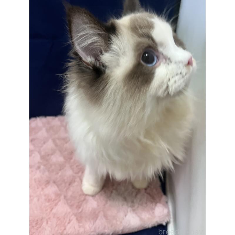 販売中の富山県のラグドール-137168の2枚目