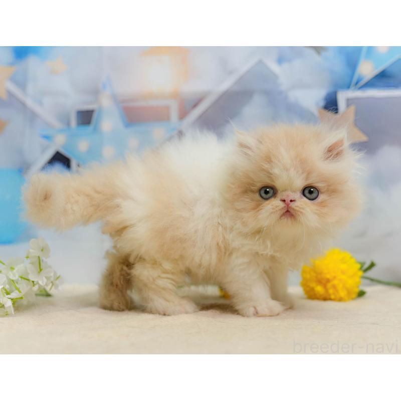 販売中の千葉県のエキゾチックショートヘア-137195の10枚目